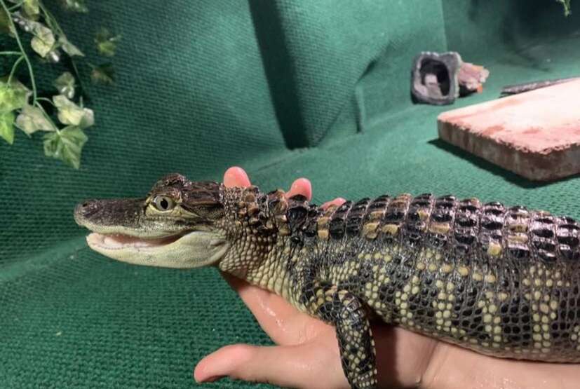 Austin Randall’s 2-foot pet alligator, Neo